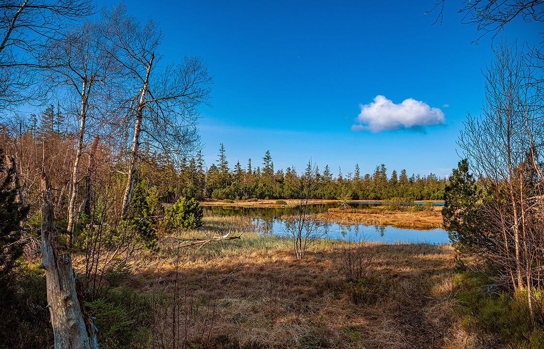Ein Moor im Schwarzwald